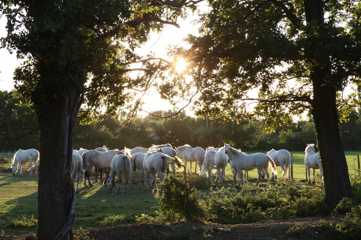 Arles et La Camargue