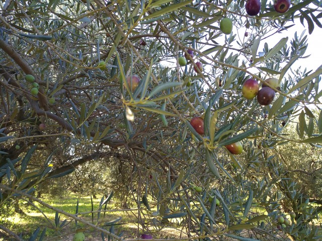 Oléiculture & produits du terroir