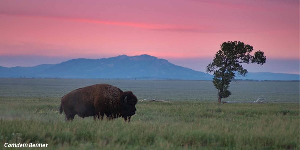 Bison