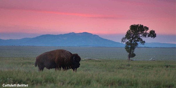 Bison