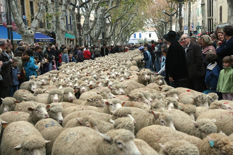 Défilé des Bergers Istres