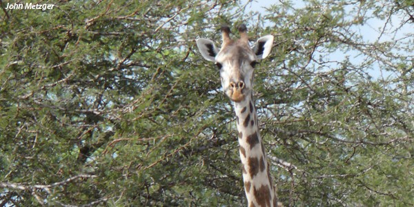 girafe-site-1060