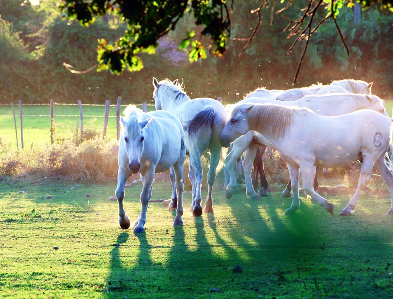 Istres - Camargue - Chevaux