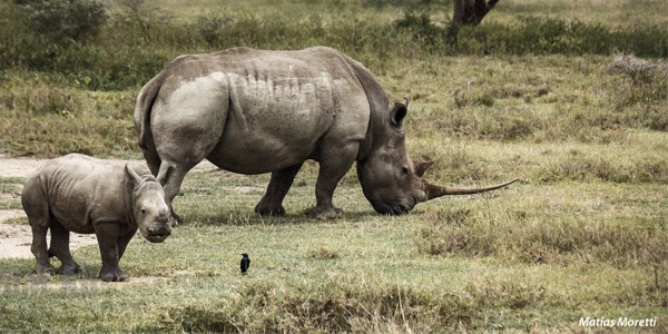 Rhinocéros