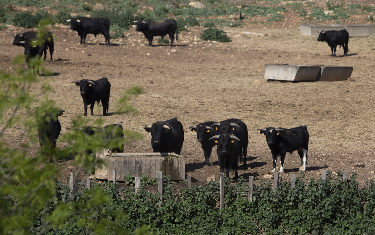 Magnanerie Fano, taureaux de Sulauze