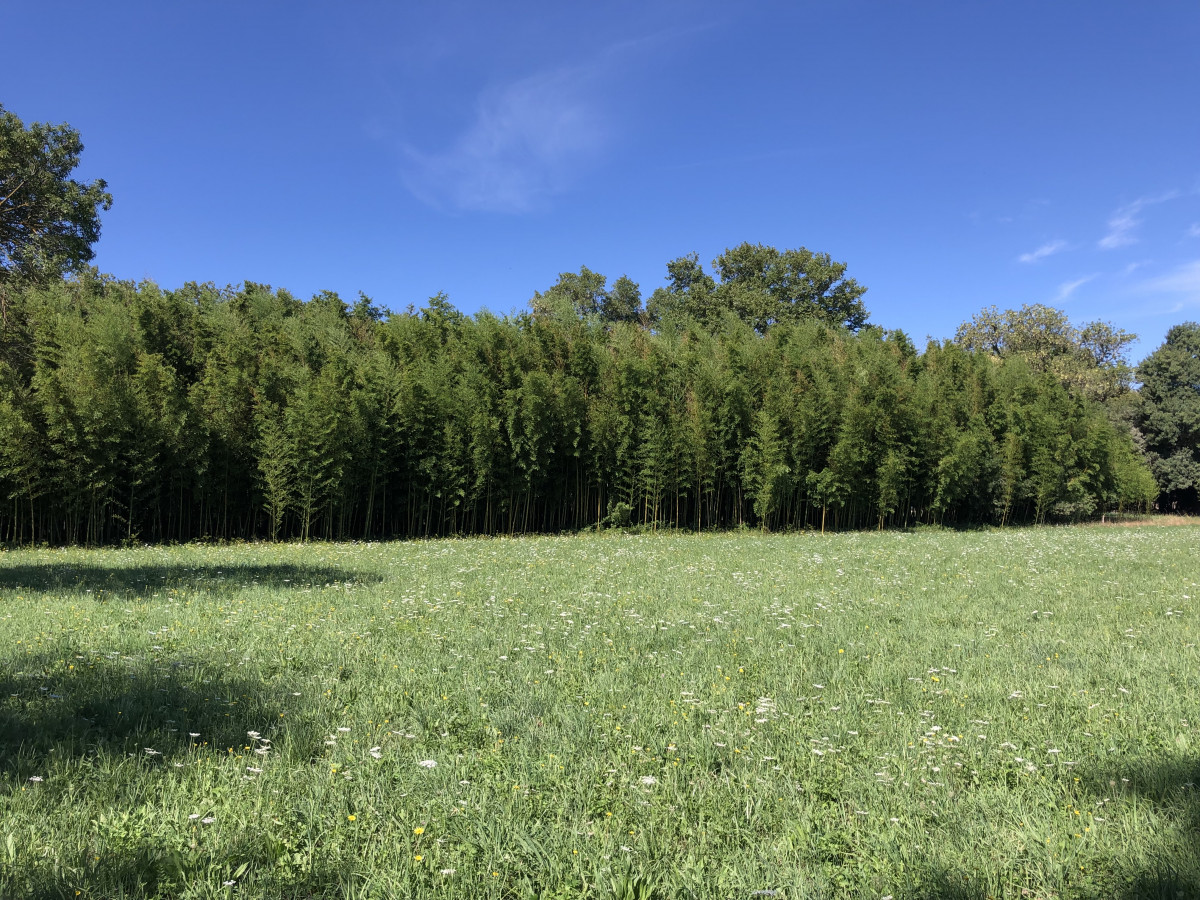 visite_bambouseraie_et_foin_de_la_crau_aout_2019_9.jpg