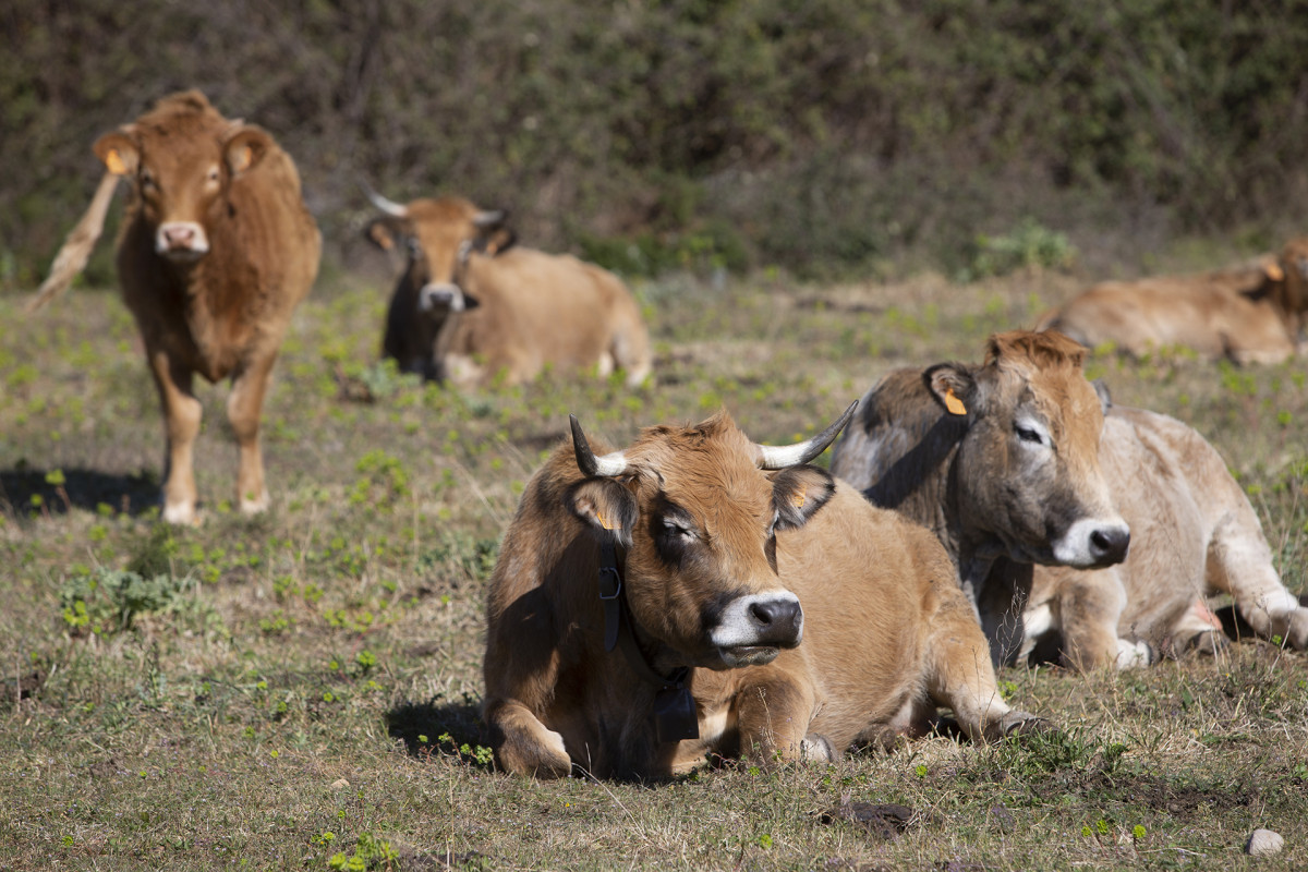 Mas des Pins, Agriculteur Lescot