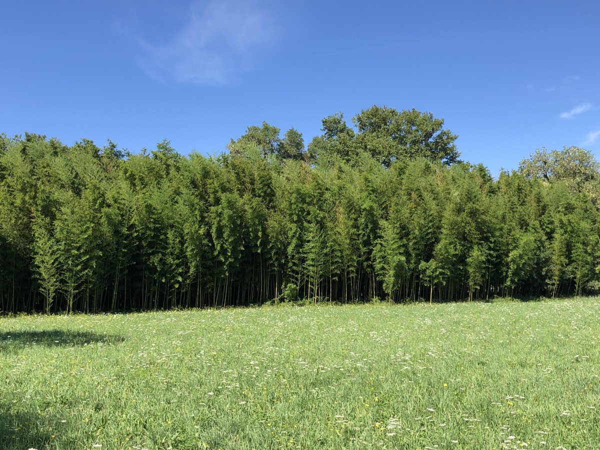 La Crau humide et ses champs 