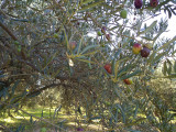 patio_olive_lambert.jpg