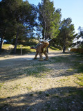 dinosaur_istres_fevrier_2019_20.jpg