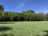 visite_bambouseraie_et_foin_de_la_crau_aout_2019_9.jpg