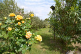 le rosier