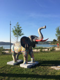 elephant.jpg