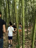 Balade dans la foret de bambous