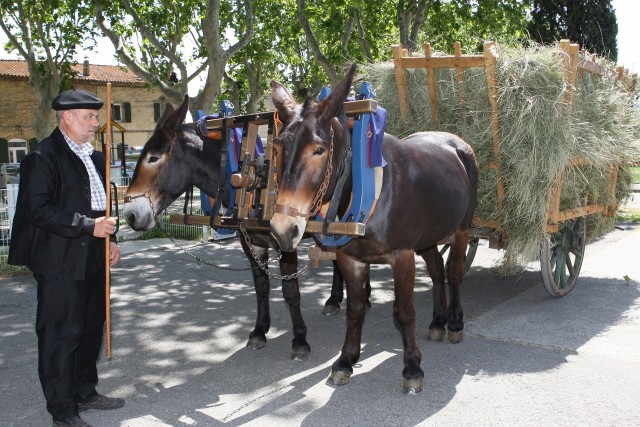 Hérault : ce savoureux foin de Crau plébiscité par les animaux 