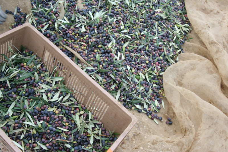 recolte_2020_034.jpg recolte_2020_034.jpg