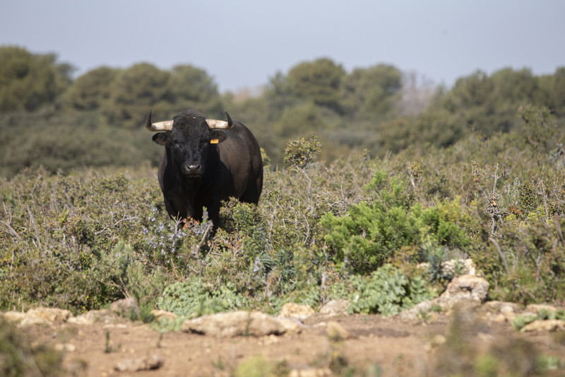 Magnanerie Fano, taureaux de Sulauze