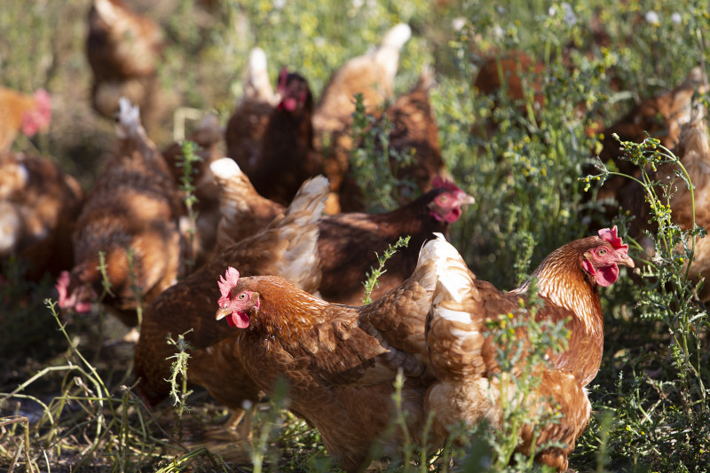 Volaille ferme du Mas Rose