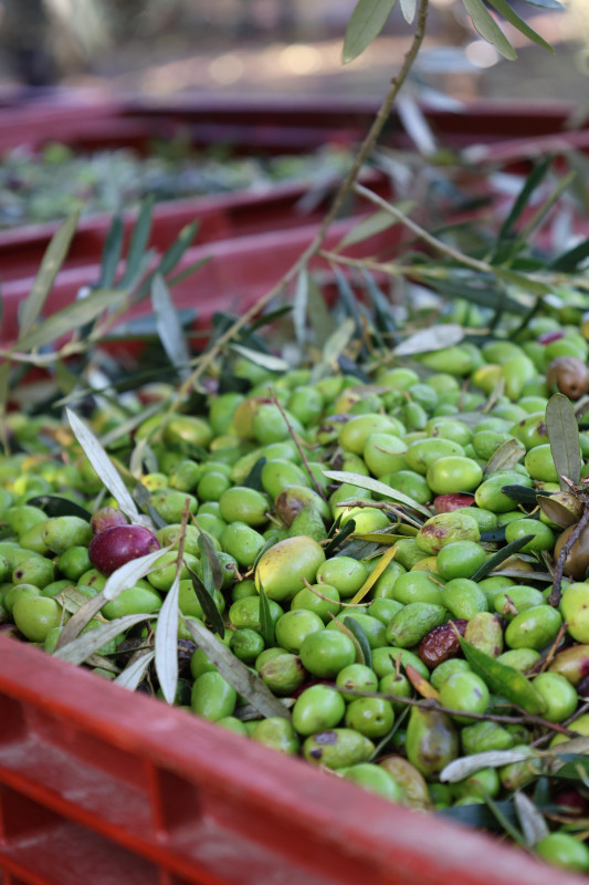 Moulin à huile Maison Leydier_Saint-Martin-de-Crau