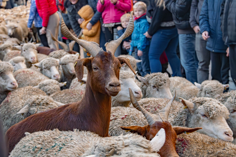 fete-des-bergers-aurore-102641 fete-des-bergers-aurore-102641