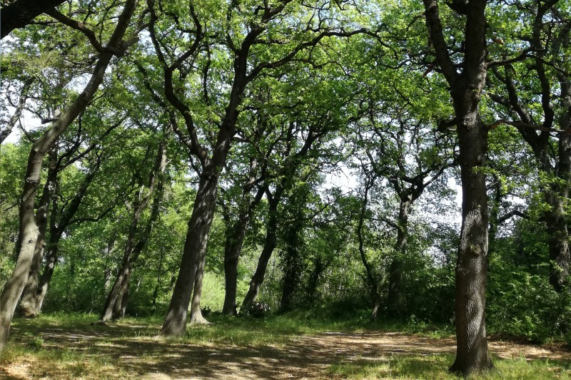 La chênaie d'Entressen, prés de l'étang La chênaie d'Entressen, prés de l'étang