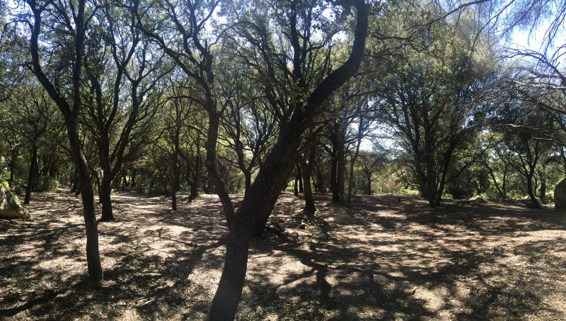La chênaie de Lavalduc La chênaie de Lavalduc