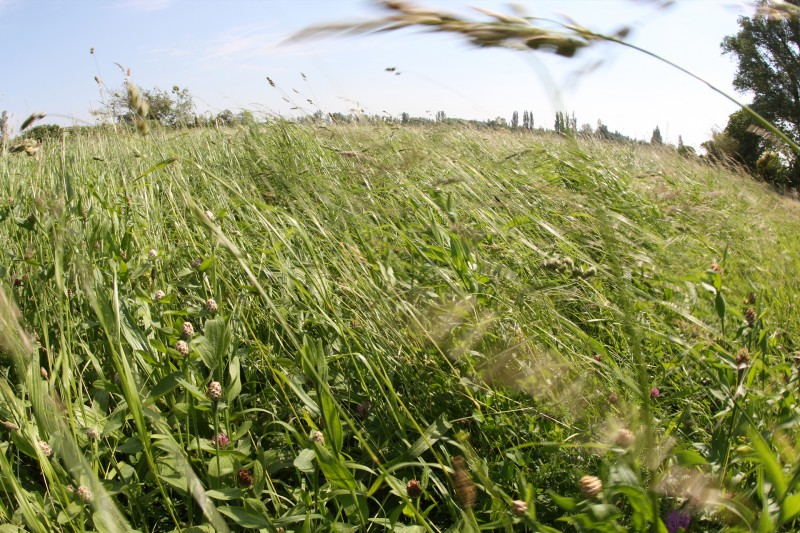 Les prairies de la Crau Humide à Entressen