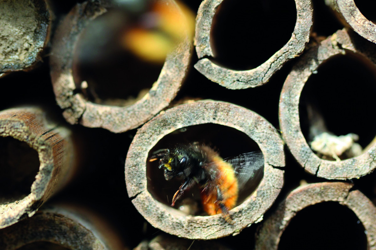 Atelier hôtel à insectes & Visite des jardins de Tartugues_Istres