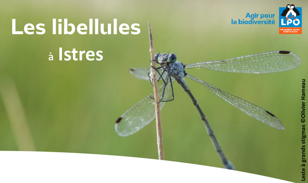 Sortie nature : Les libellules à Istres_Istres