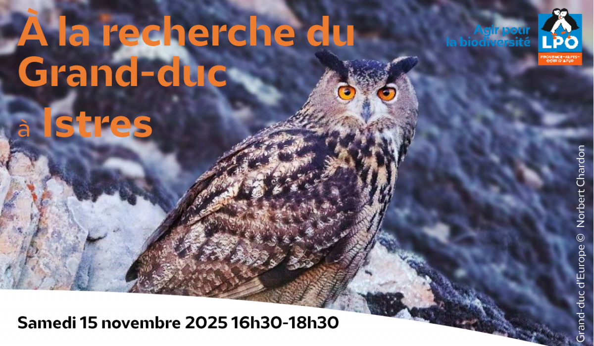Sortie nature : A la recherche du grand duc_Istres