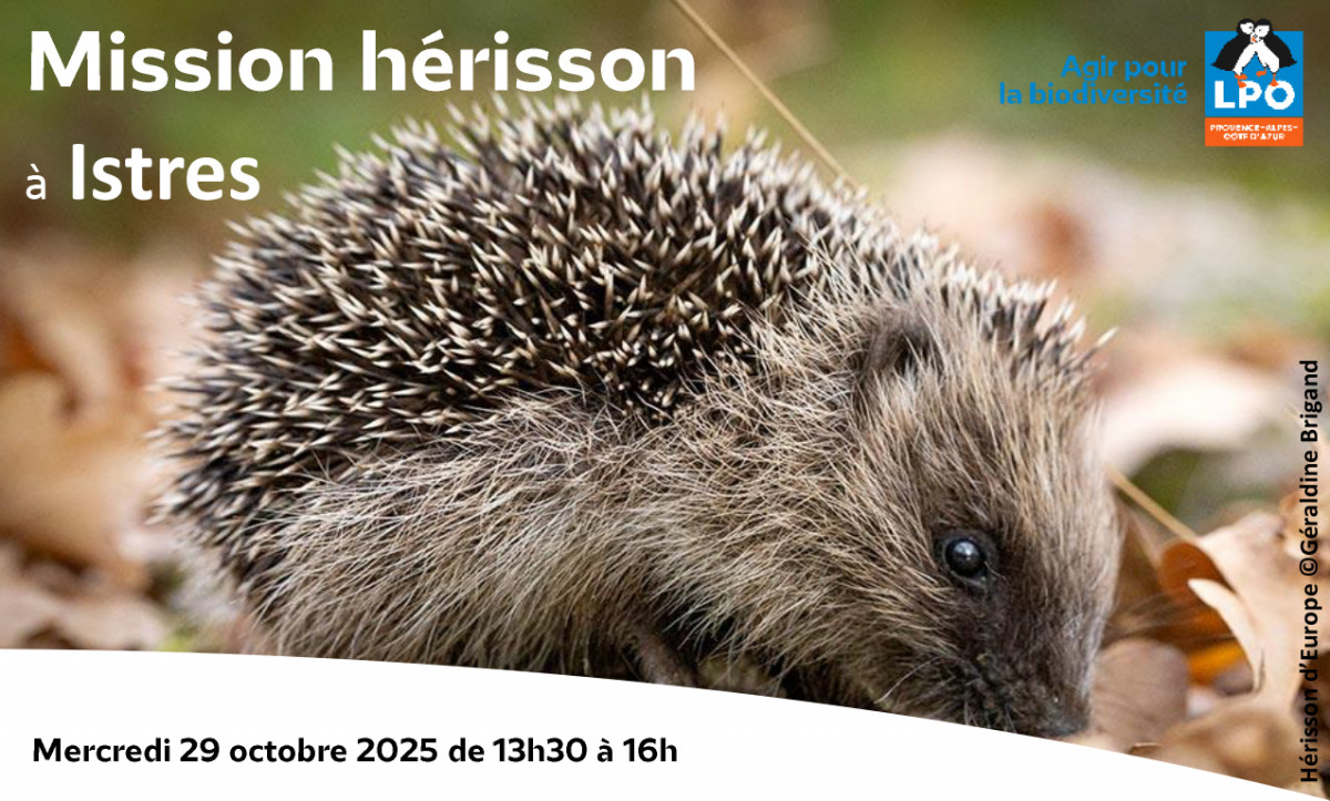 Sortie nature : Mission Hérisson !_Istres