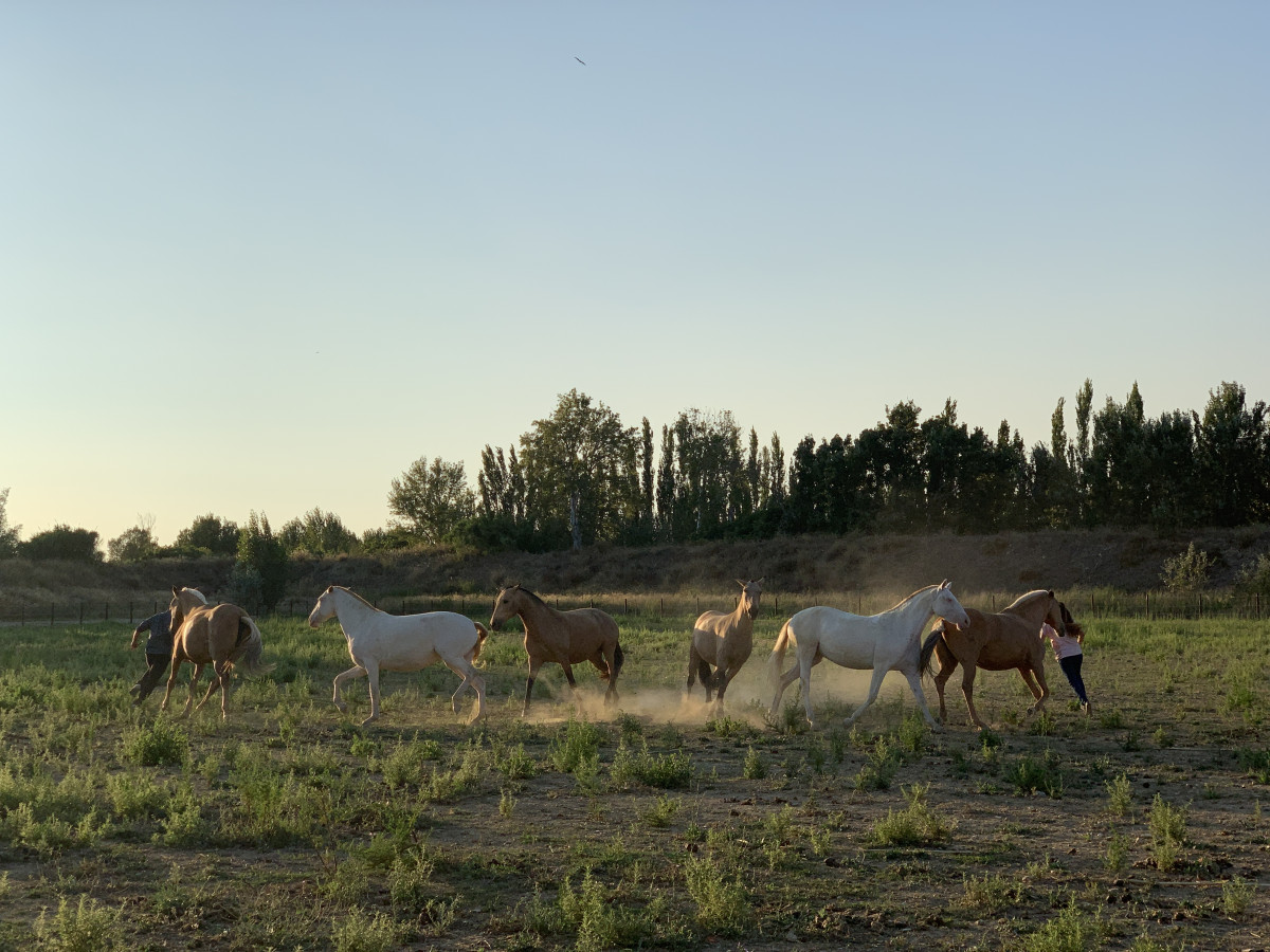 Spectacle équestre avec le Gonzalez Horse Show_Istres