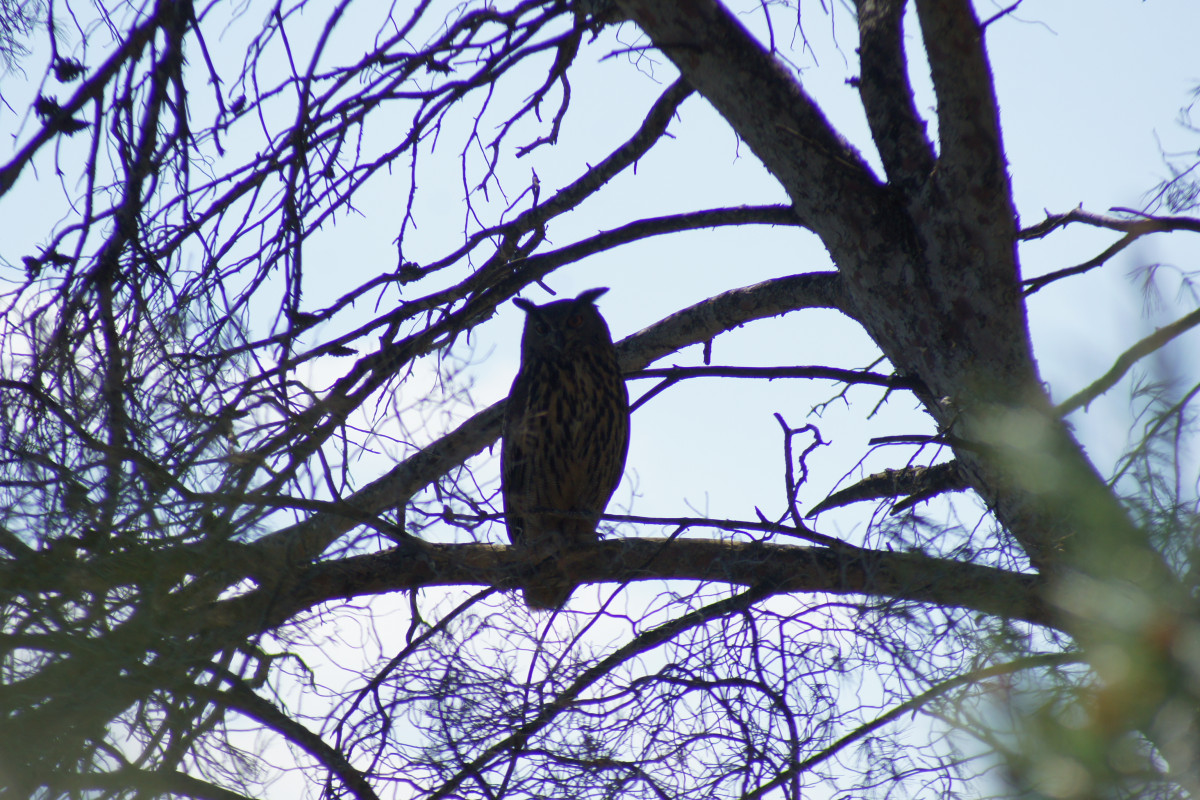 Éco-balade : à la découverte du Grand-duc_Istres Éco-balade : à la découverte du Grand-duc_Istres
