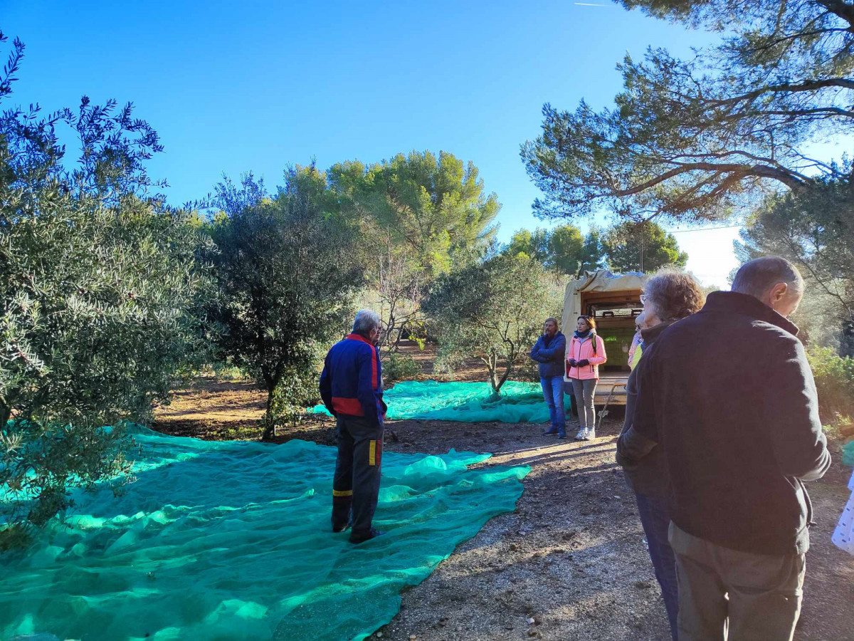 Découverte de l'Oliveraie Gimenez et ramassage 