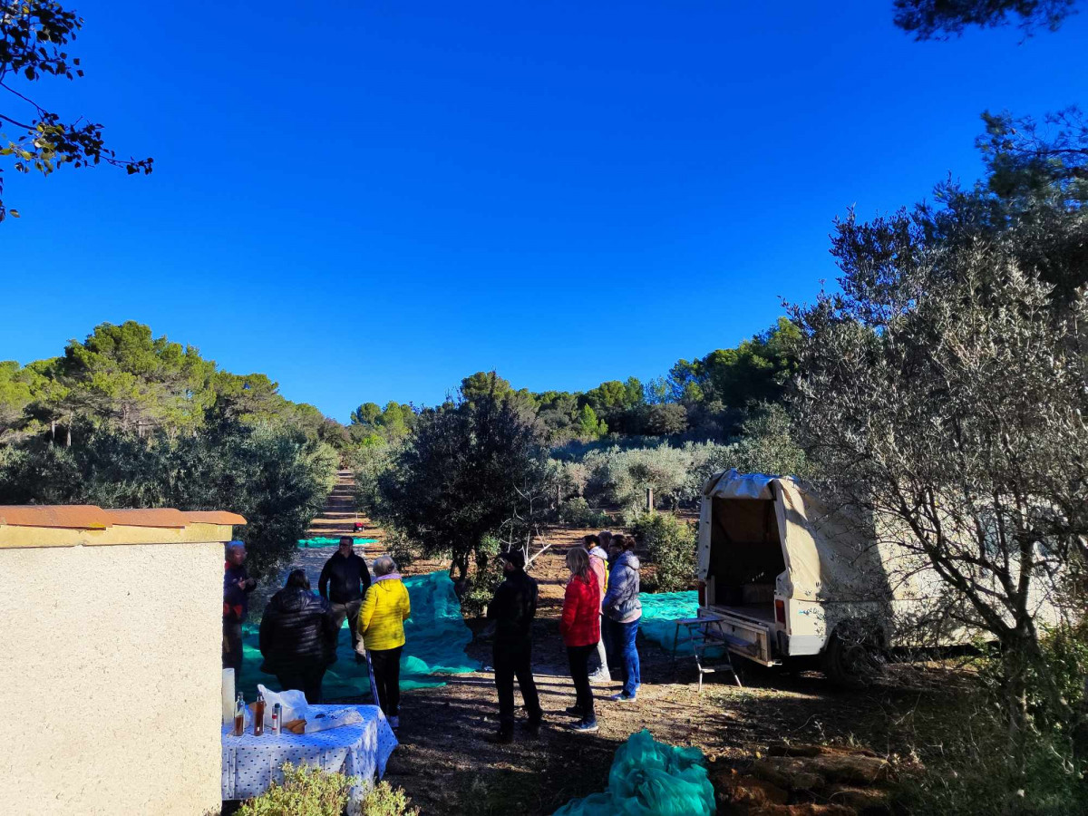 Découverte de l'Oliveraie Gimenez et ramassage 