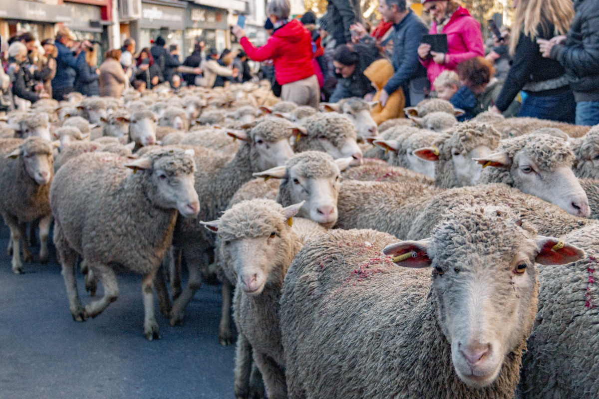 Rendez-vous avec l’histoire locale : Pastoralisme et transhumance_Istres