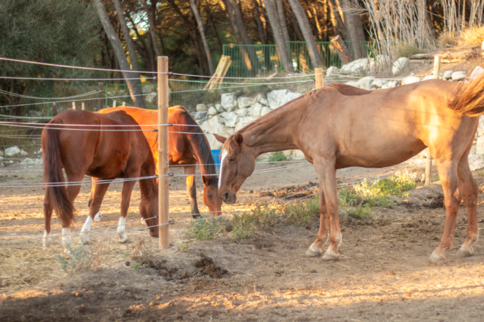 Concours de sauts d'obstacles_Istres