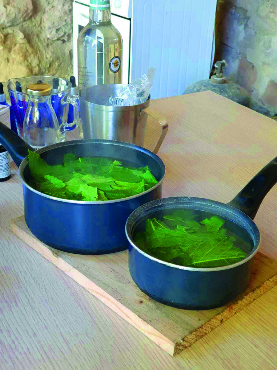 Discover gemmotherapy with a naturopath_Istres