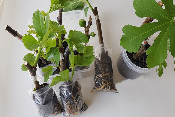 rdv_de_la_grainotheque_bouturotheque.jpg rdv_de_la_grainotheque_bouturotheque.jpg