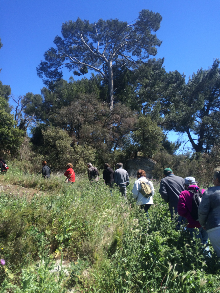 Éco-balade : De la Chênaie de Lavalduc vers les Salins de Rassuen_Istres