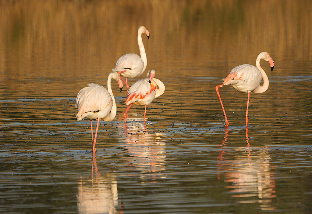 Rassuen, refuge d'oiseaux