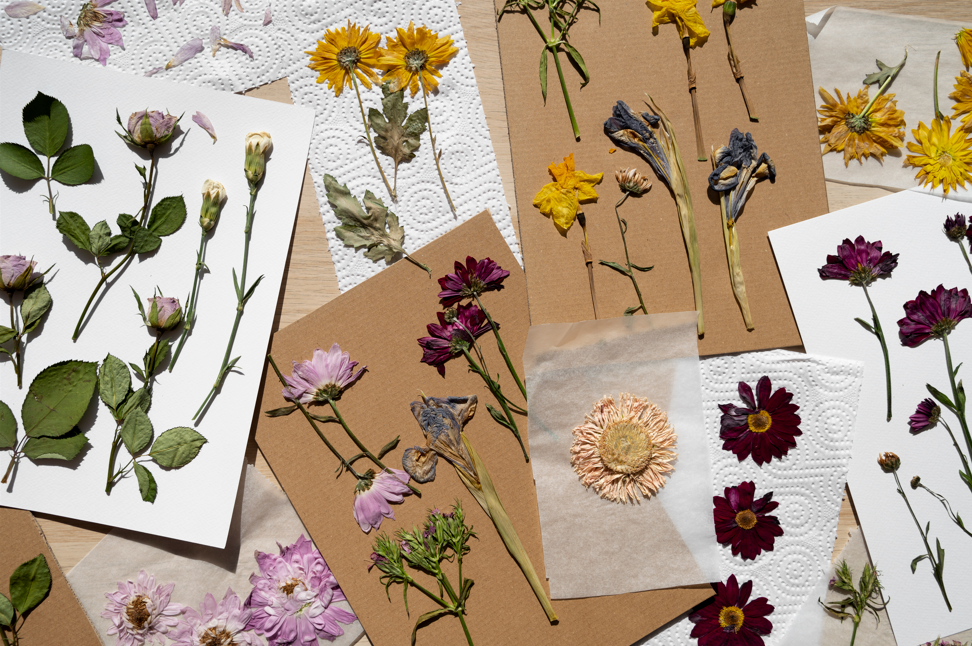 vue-dessus-fleurs-pressees