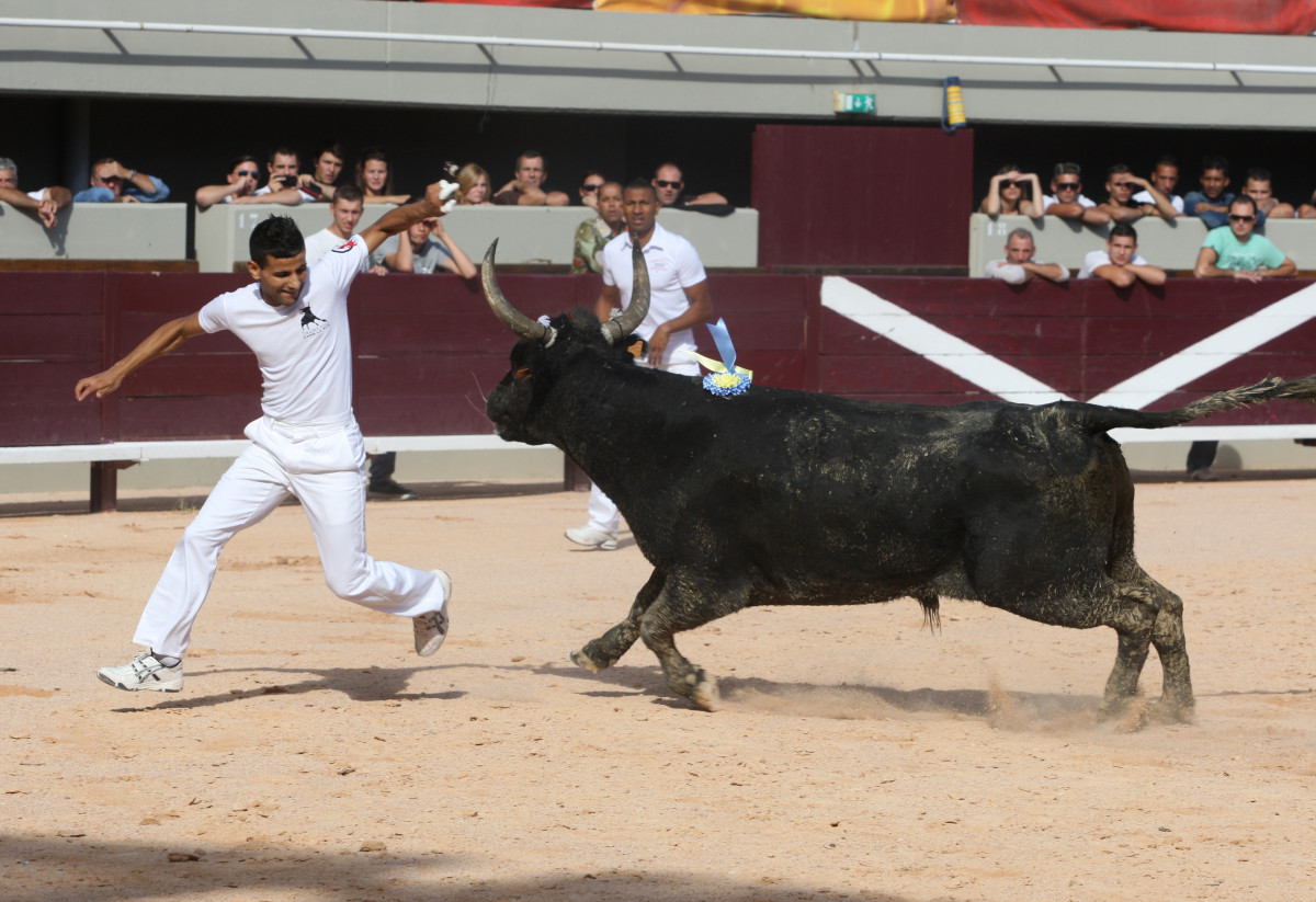 course_camarguaise2_plepicouche.jpg