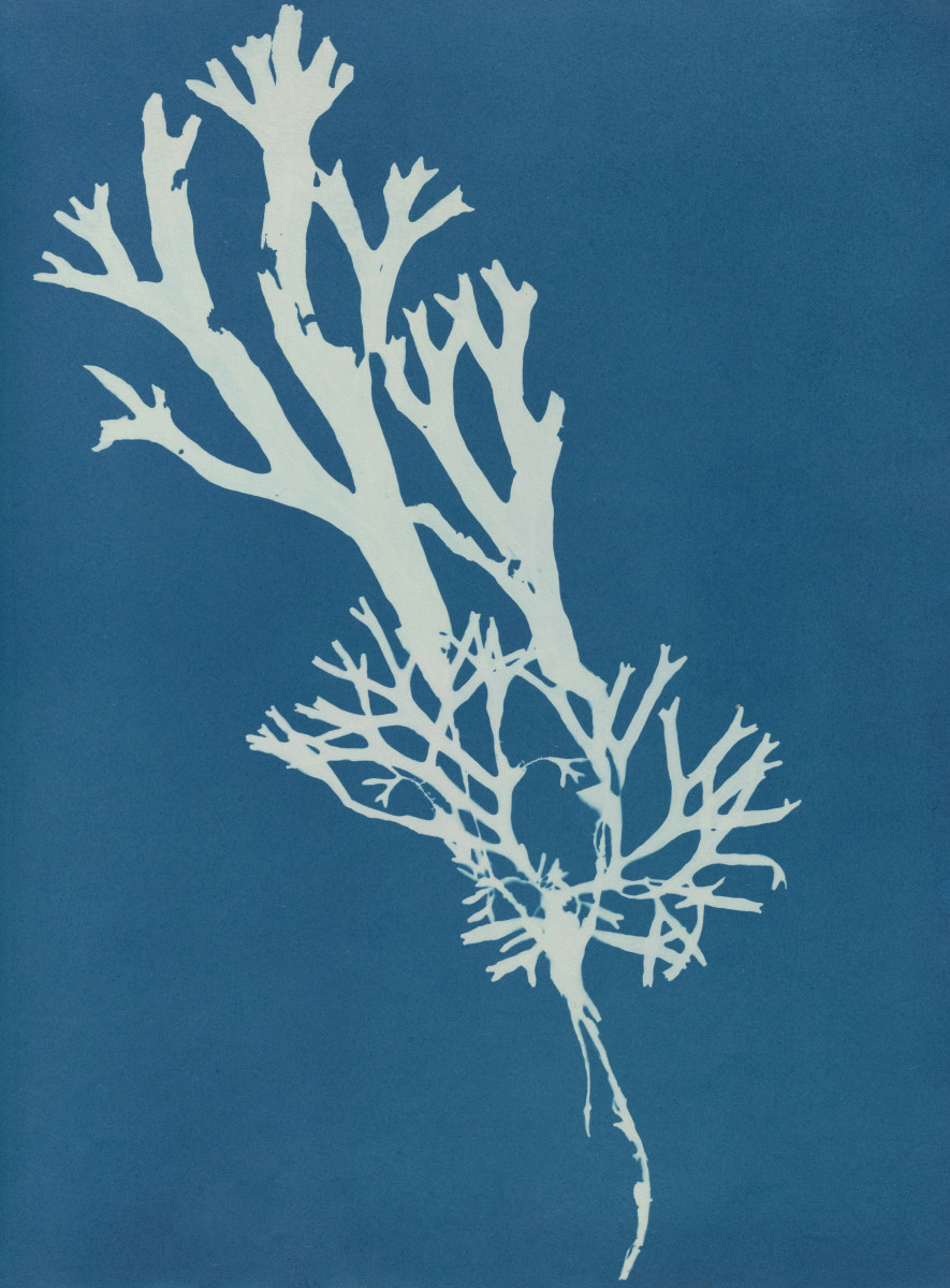 Il était une fois la mer : Initiation à la technique du cyanotype_Istres