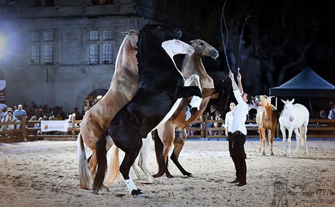 Spectacle équestre avec le Gonzalez Horse Show_Istres
