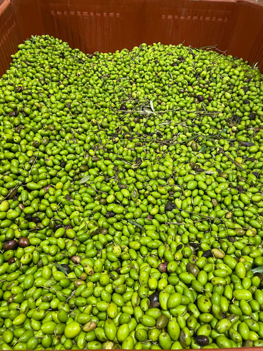 Découverte de la transformation des olives au Moulin à Huile Leydier_Istres Découverte de la transformation des olives au Moulin à Huile Leydier_Istres