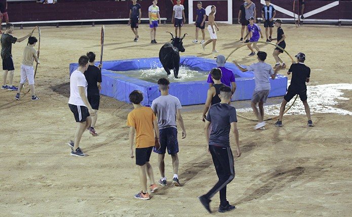 taureau_piscine_2018.jpg taureau_piscine_2018.jpg