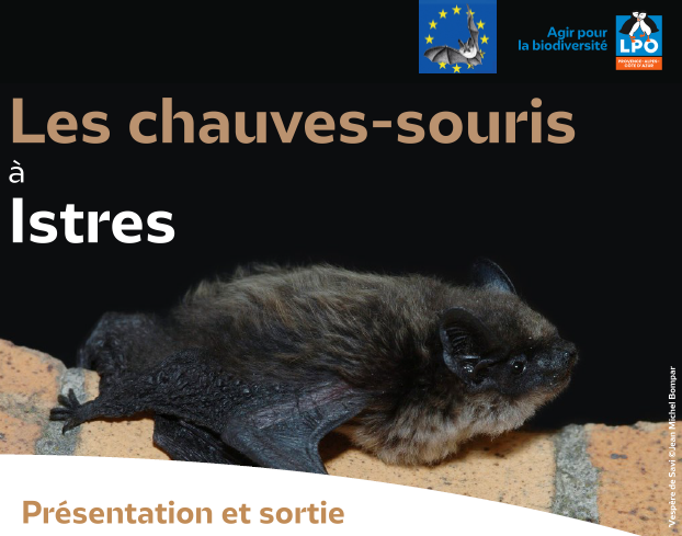Les chauves-souris à Istres_Istres Les chauves-souris à Istres_Istres