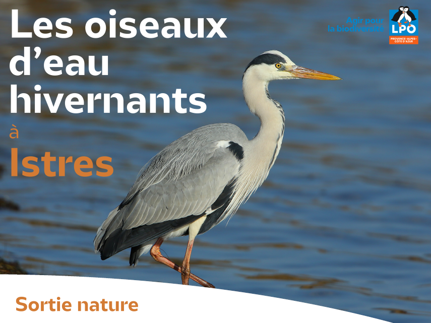 Les oiseaux d'eau hivernants à Istres_Istres Les oiseaux d'eau hivernants à Istres_Istres