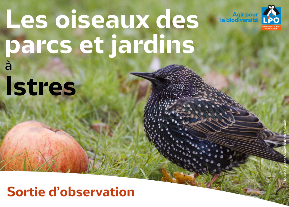 Les oiseaux des parcs et jardins à Istres_Istres